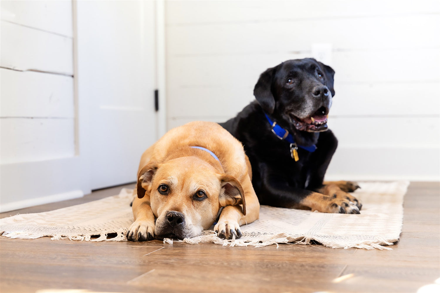 Two dogs laying down beside each other